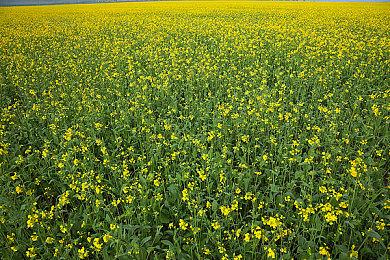 《龙之信条2》PC版性能表现不佳 卡普空表示会尽快改进