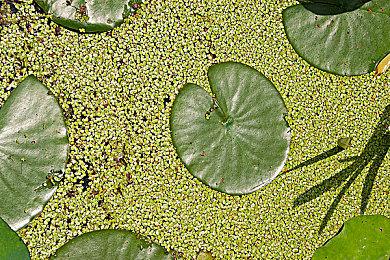 《匹诺曹的谎言》 与《遗迹2》推出折扣捆绑包，加入steam秋季大促！